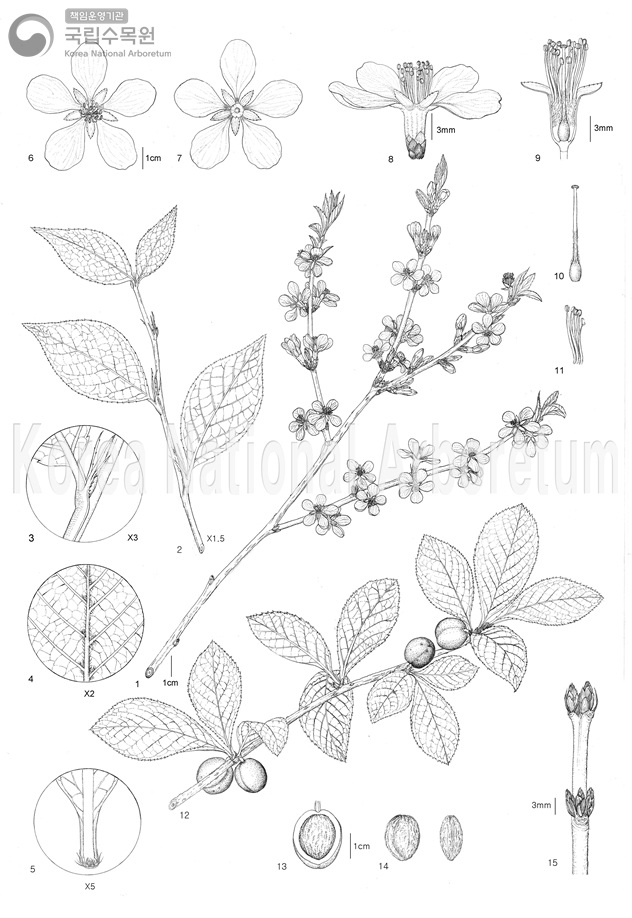 Plant Illustration Detailed View