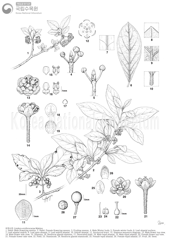 Plant Illustration Detailed View