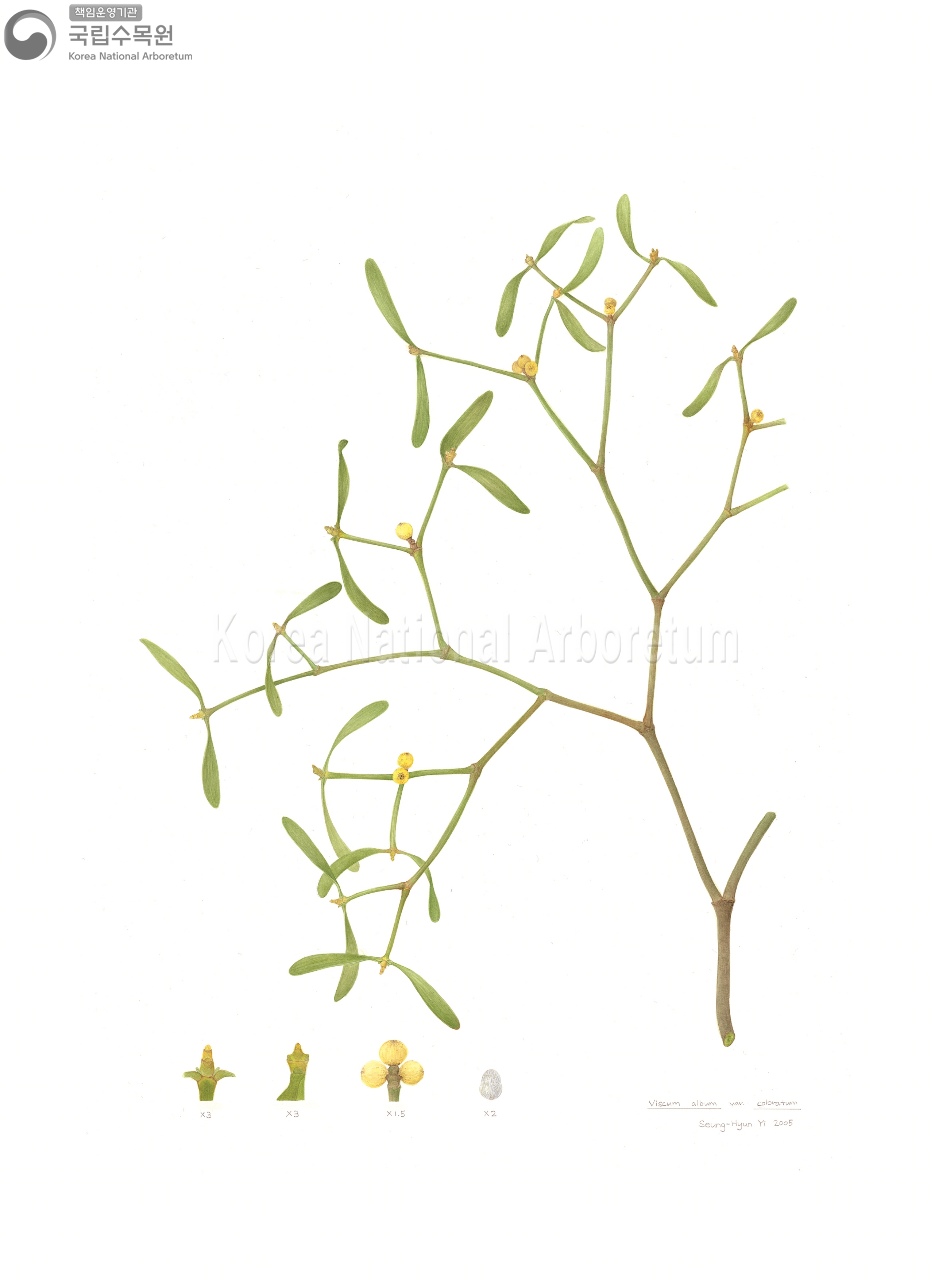 Plant Illustration Detailed View