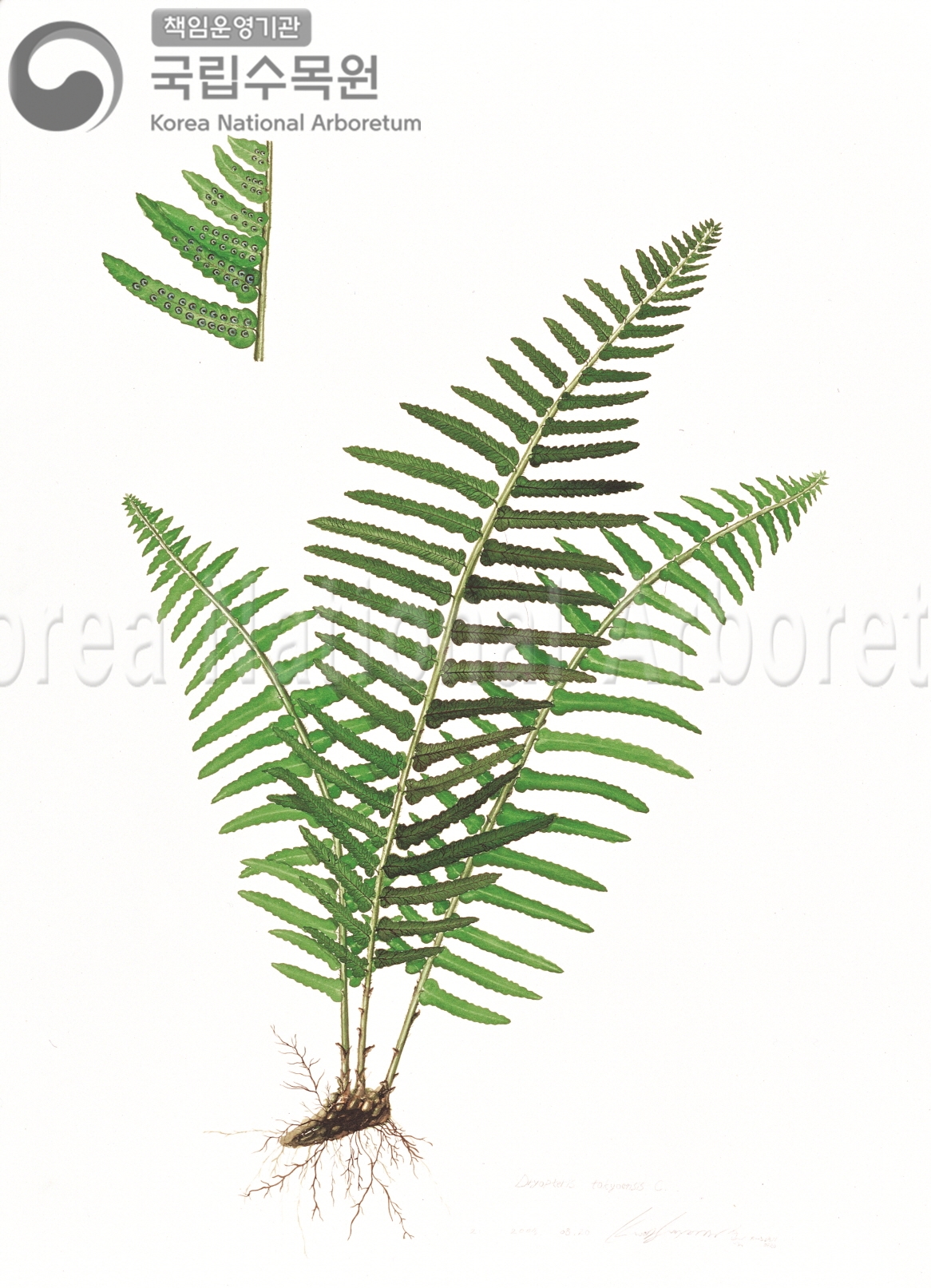 Plant Illustration Detailed View