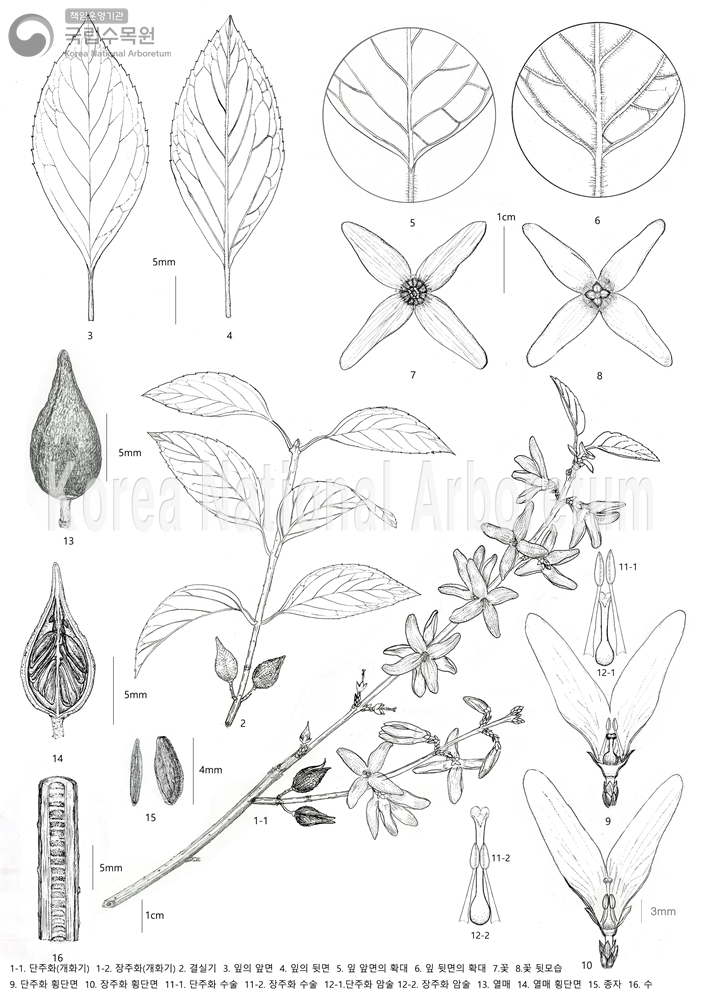 Plant Illustration Detailed View