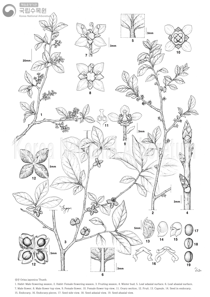 Plant Illustration Detailed View