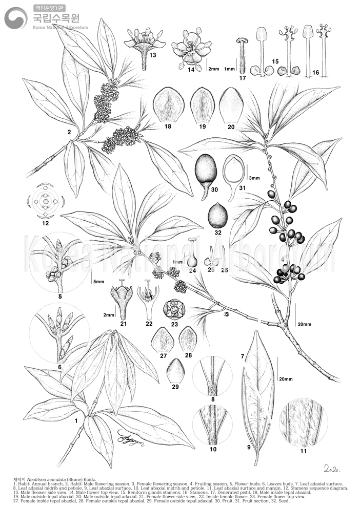 Plant Illustration Detailed View