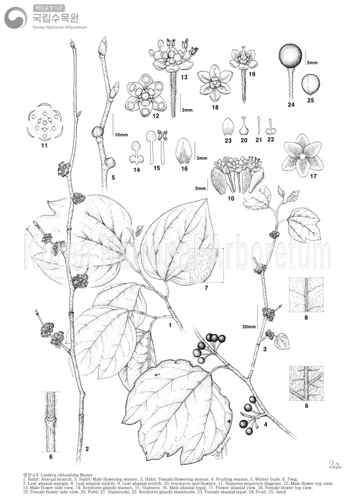 Plant Illustration Detailed View