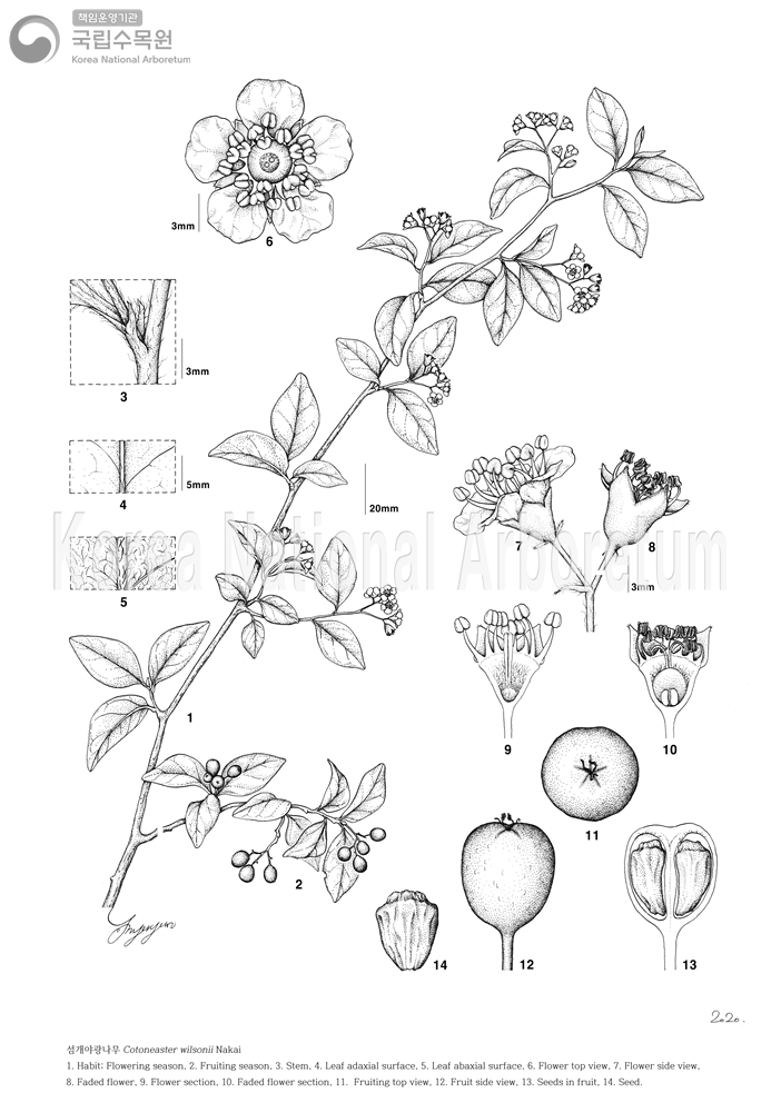 Plant Illustration Detailed View