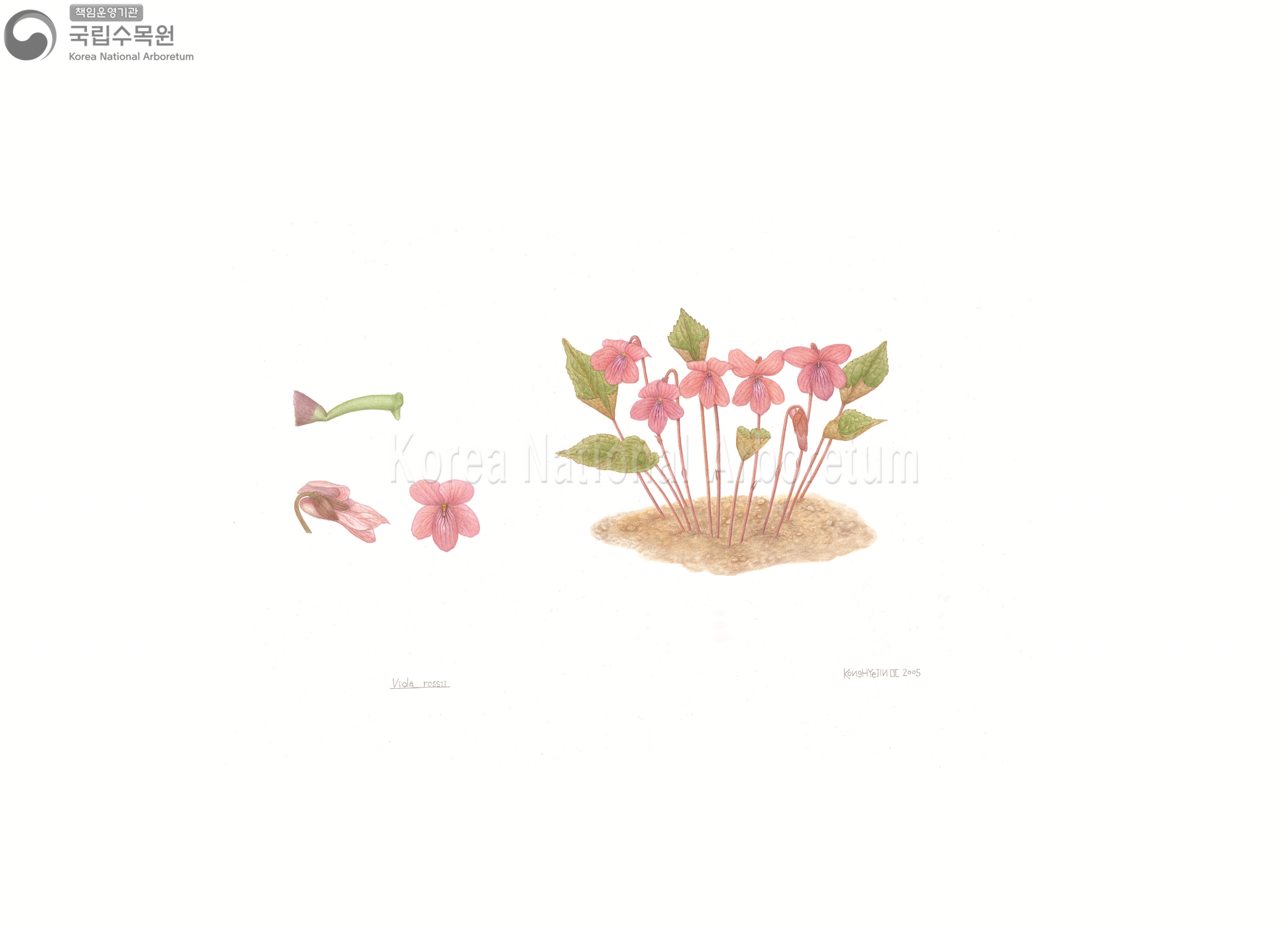 Plant Illustration Detailed View