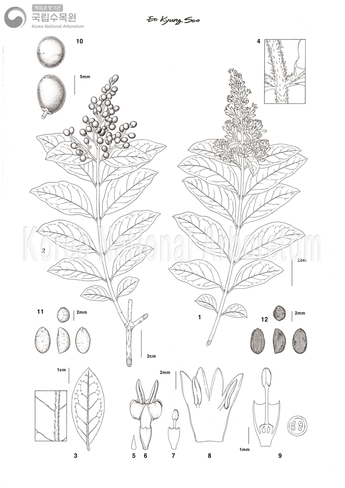 Plant Illustration Detailed View