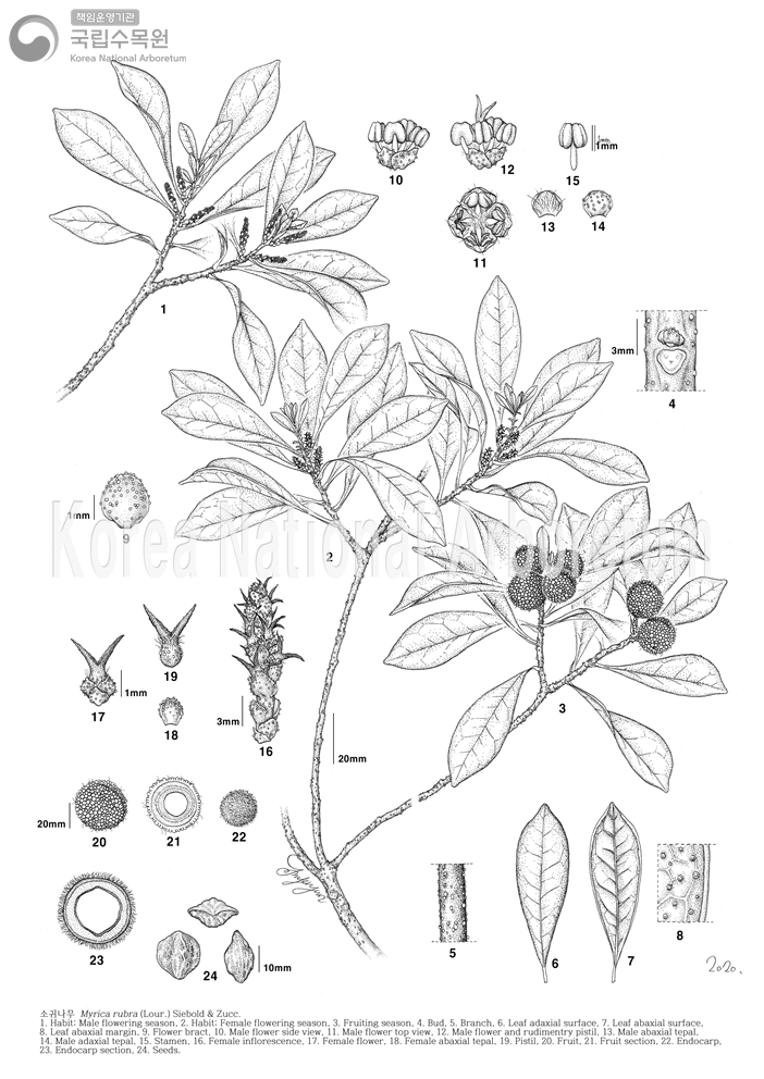 Plant Illustration Detailed View