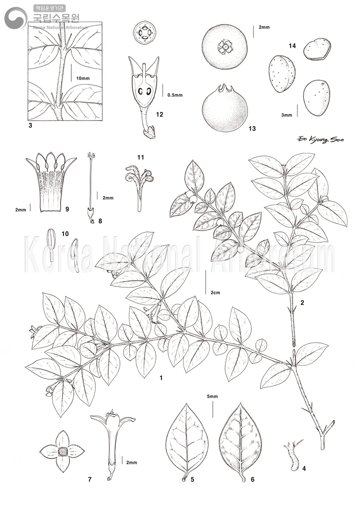 Plant Illustration Detailed View