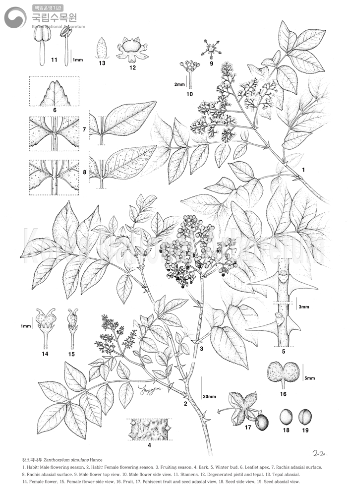 Plant Illustration Detailed View