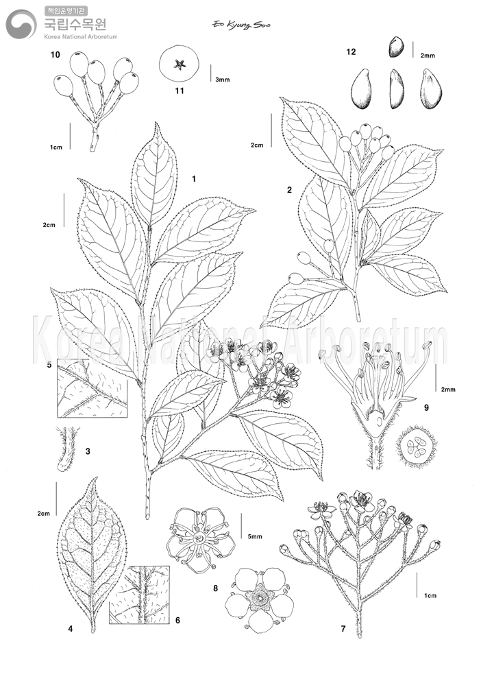 Plant Illustration Detailed View