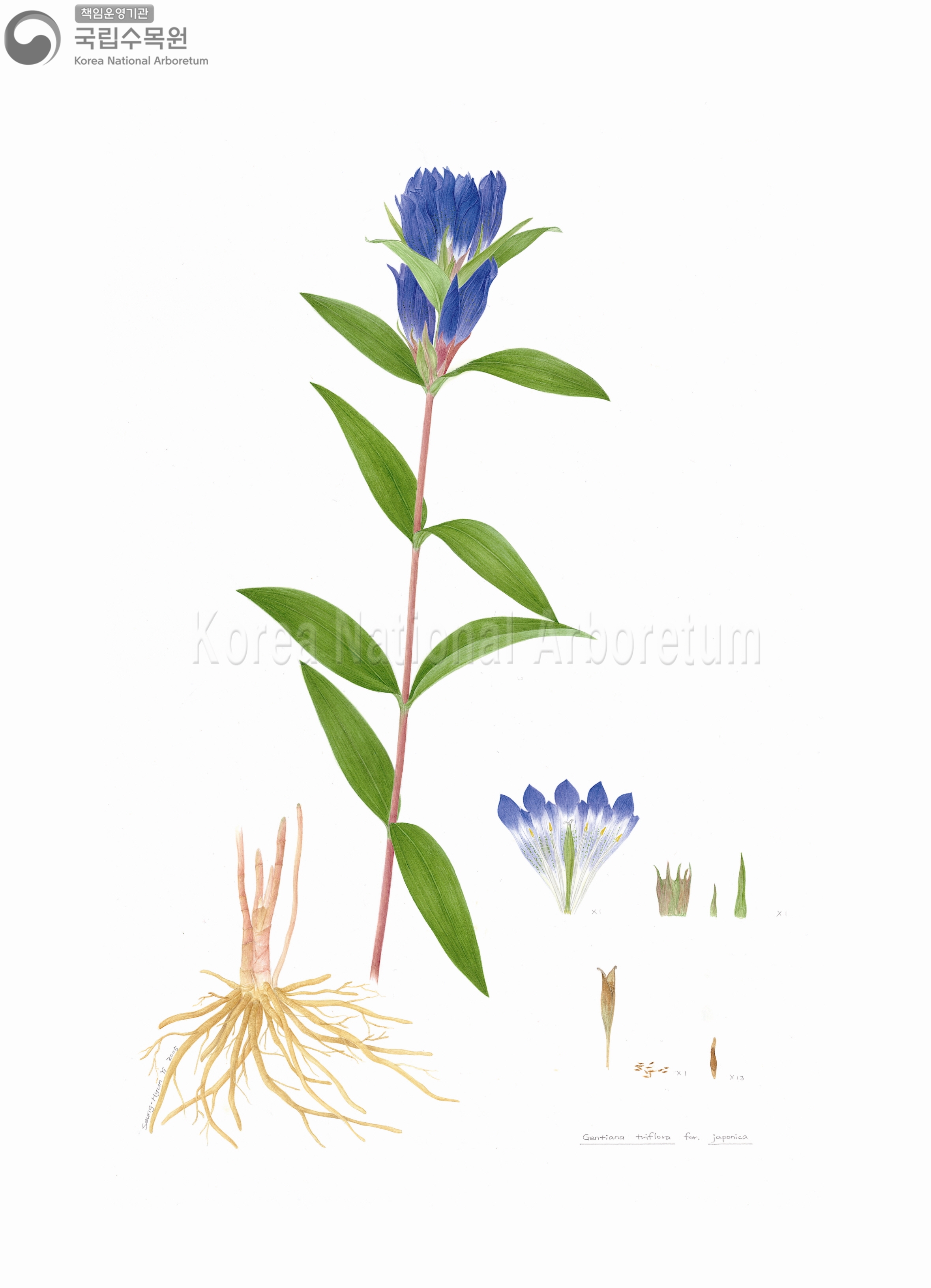 Plant Illustration Detailed View