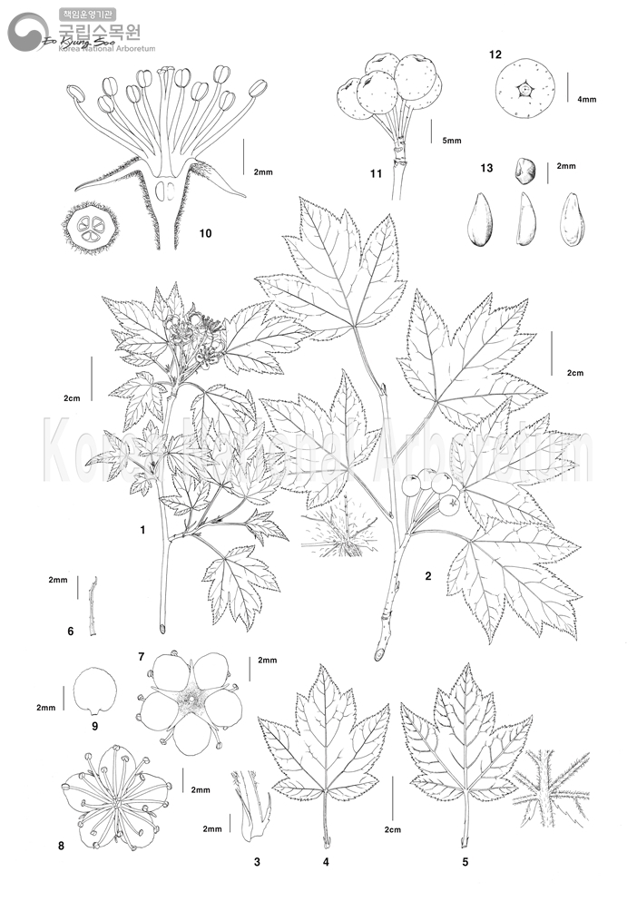 Plant Illustration Detailed View