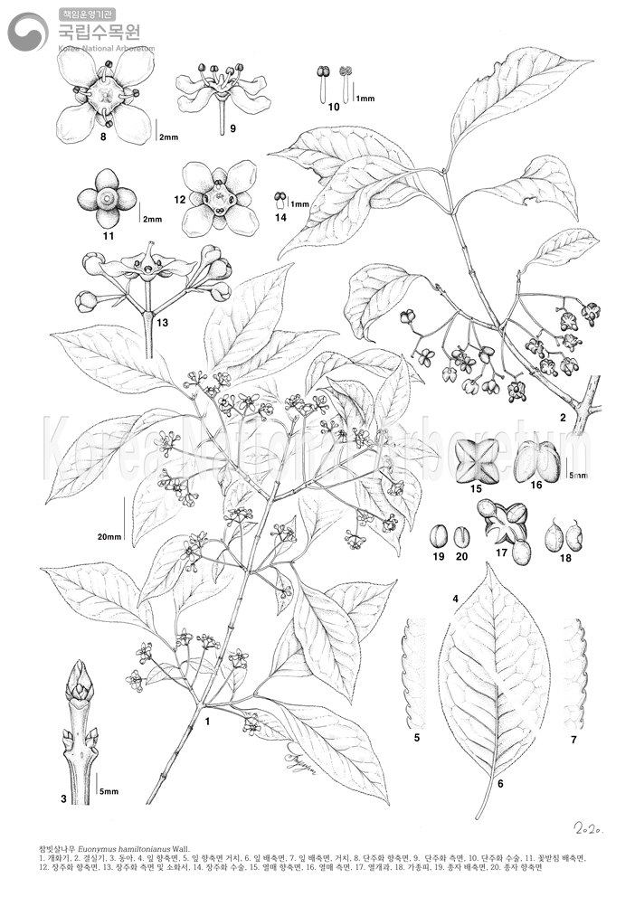 Plant Illustration Detailed View