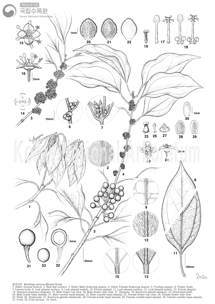 Plant Illustration Detailed View