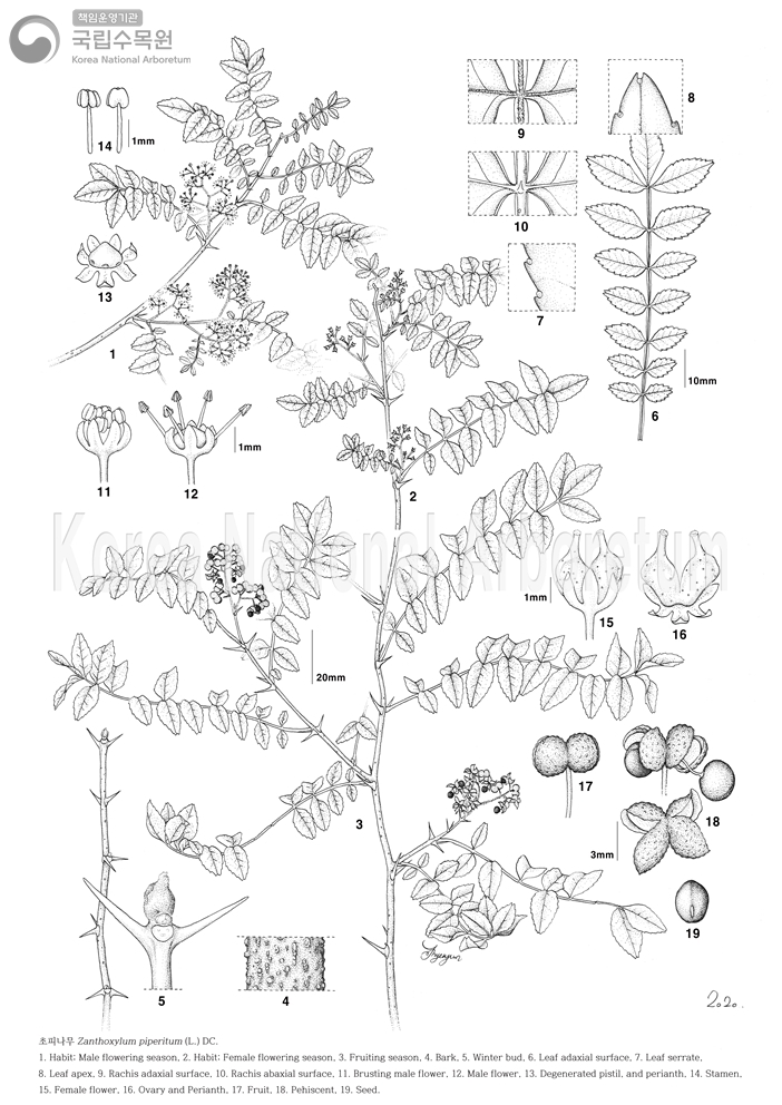 Plant Illustration Detailed View