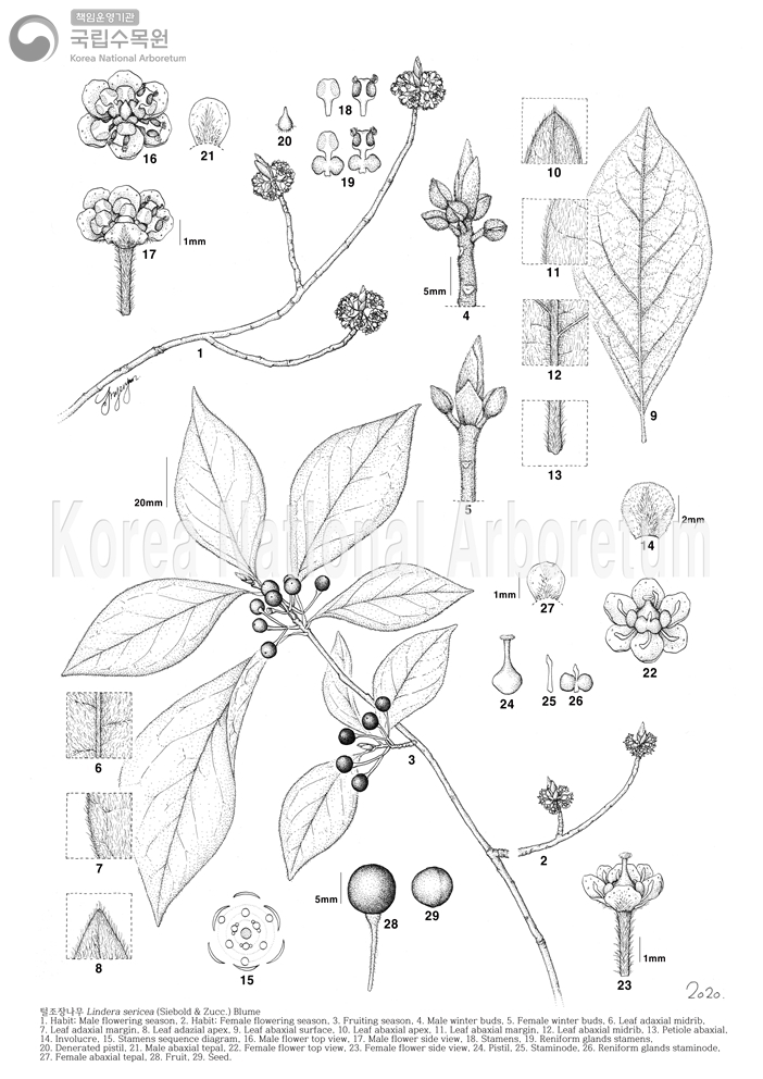 Plant Illustration Detailed View