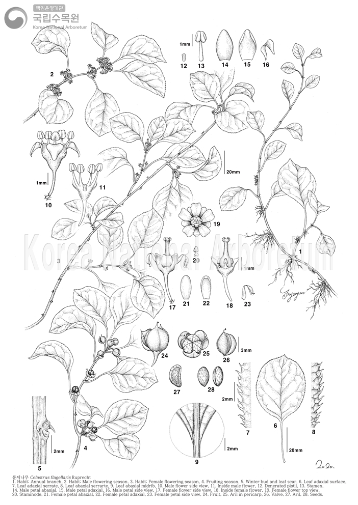 Plant Illustration Detailed View