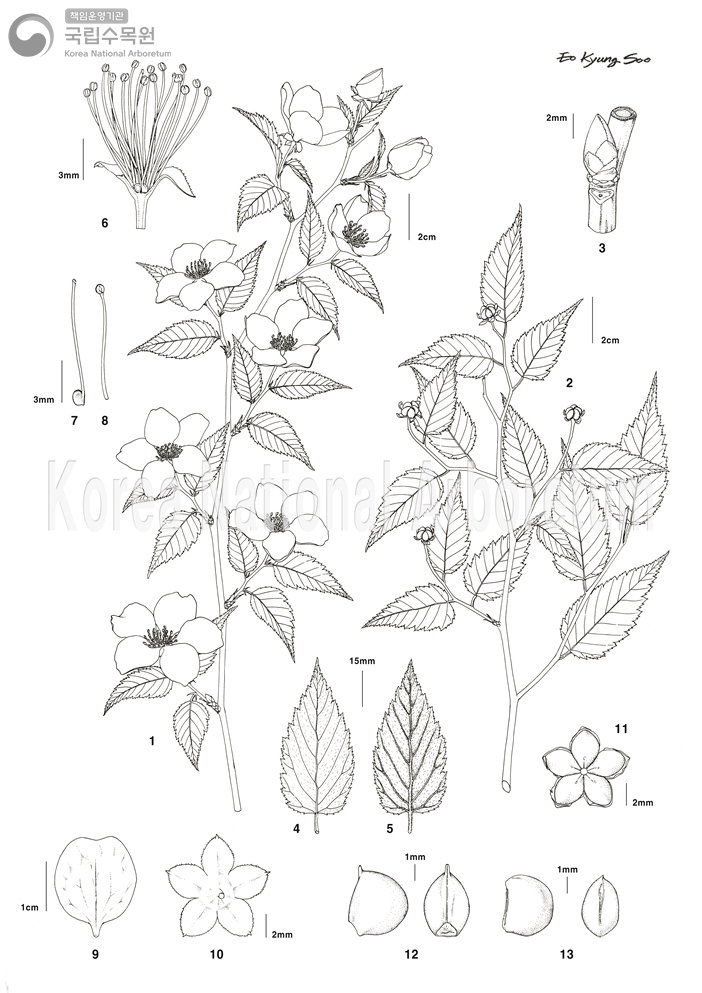 Plant Illustration Detailed View