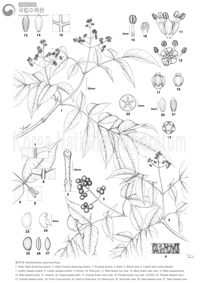 Plant Illustration Detailed View