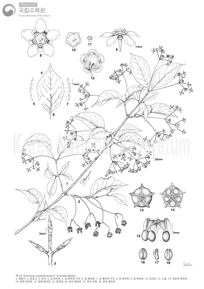 Plant Illustration Detailed View