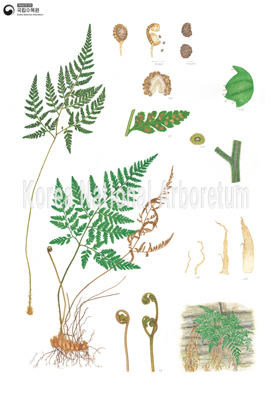 Plant Illustration Detailed View