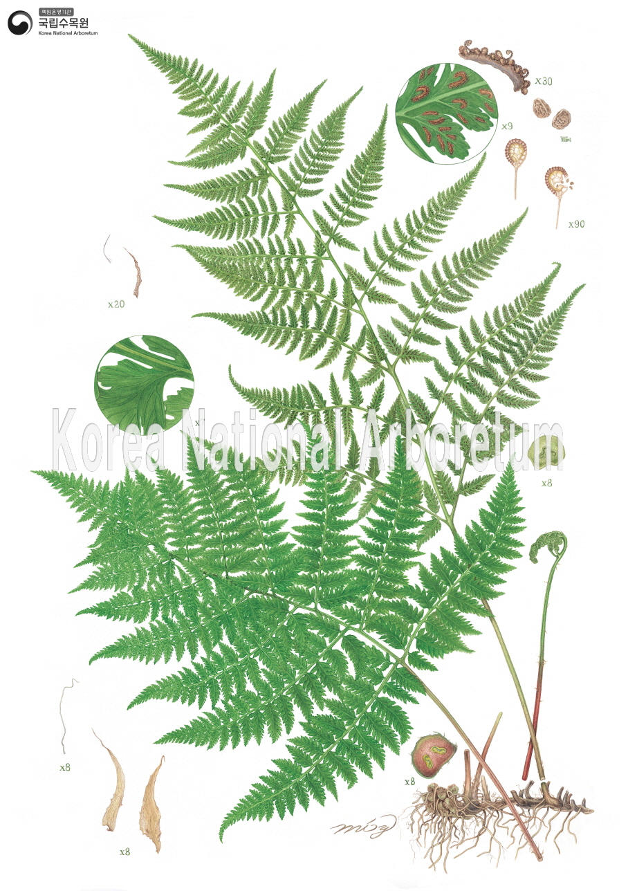 Plant Illustration Detailed View