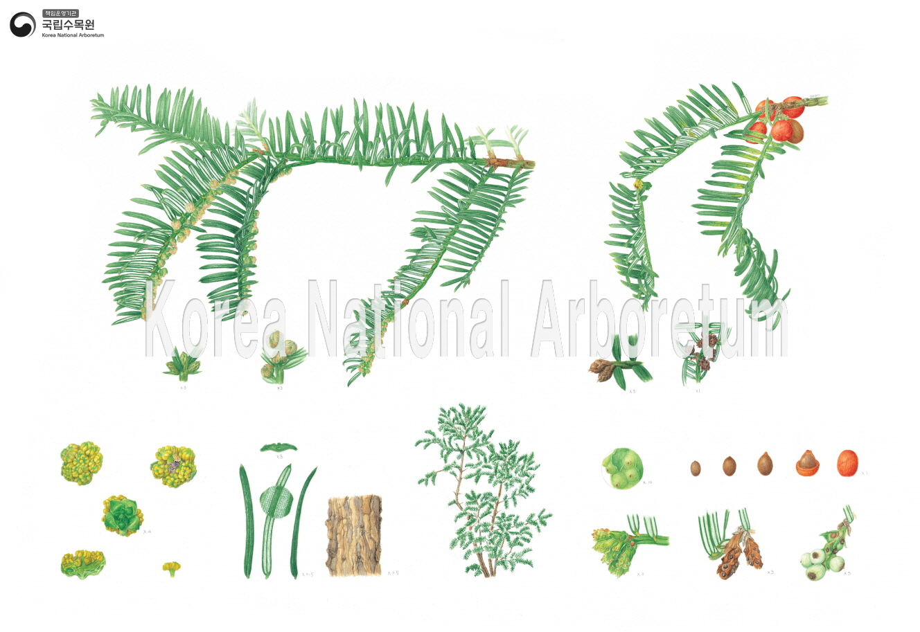 Plant Illustration Detailed View