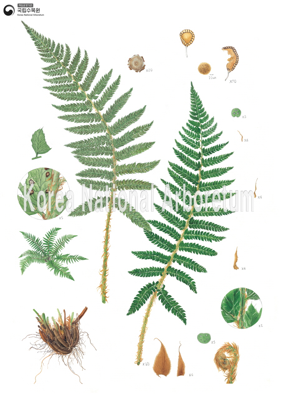 Plant Illustration Detailed View