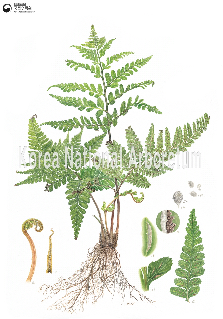 Plant Illustration Detailed View