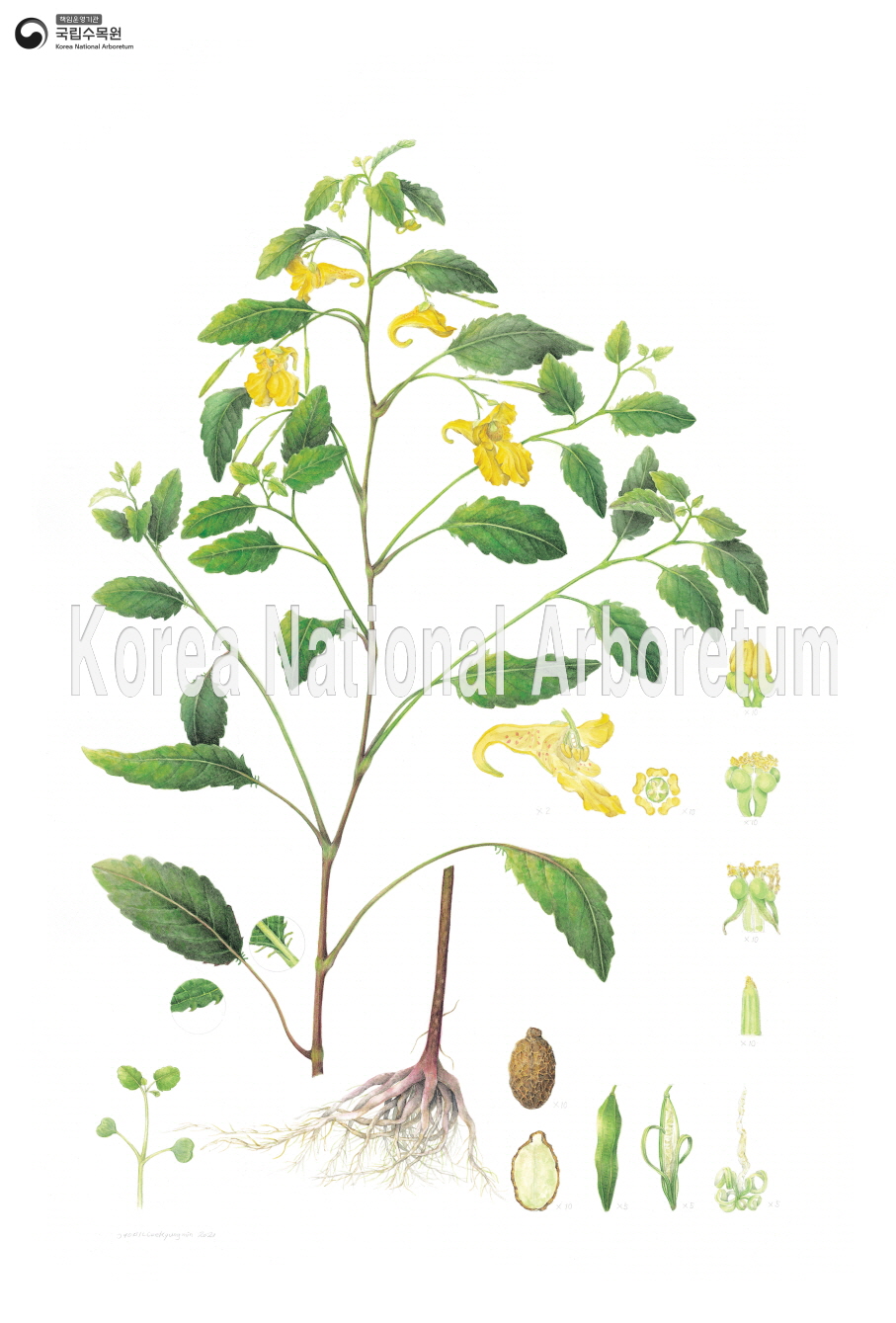 Plant Illustration Detailed View