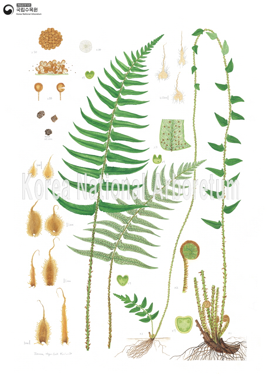 Plant Illustration Detailed View