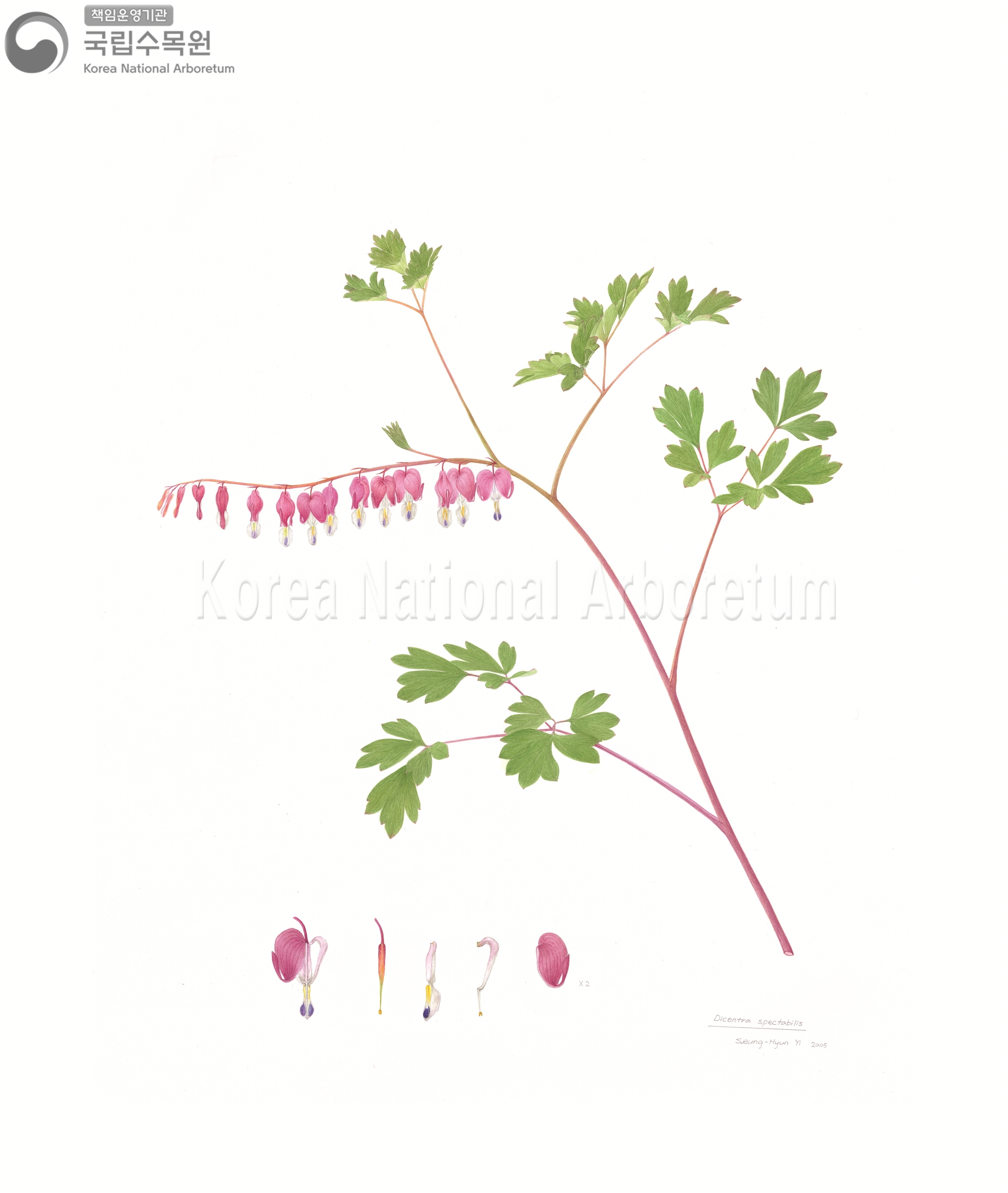 Plant Illustration Detailed View