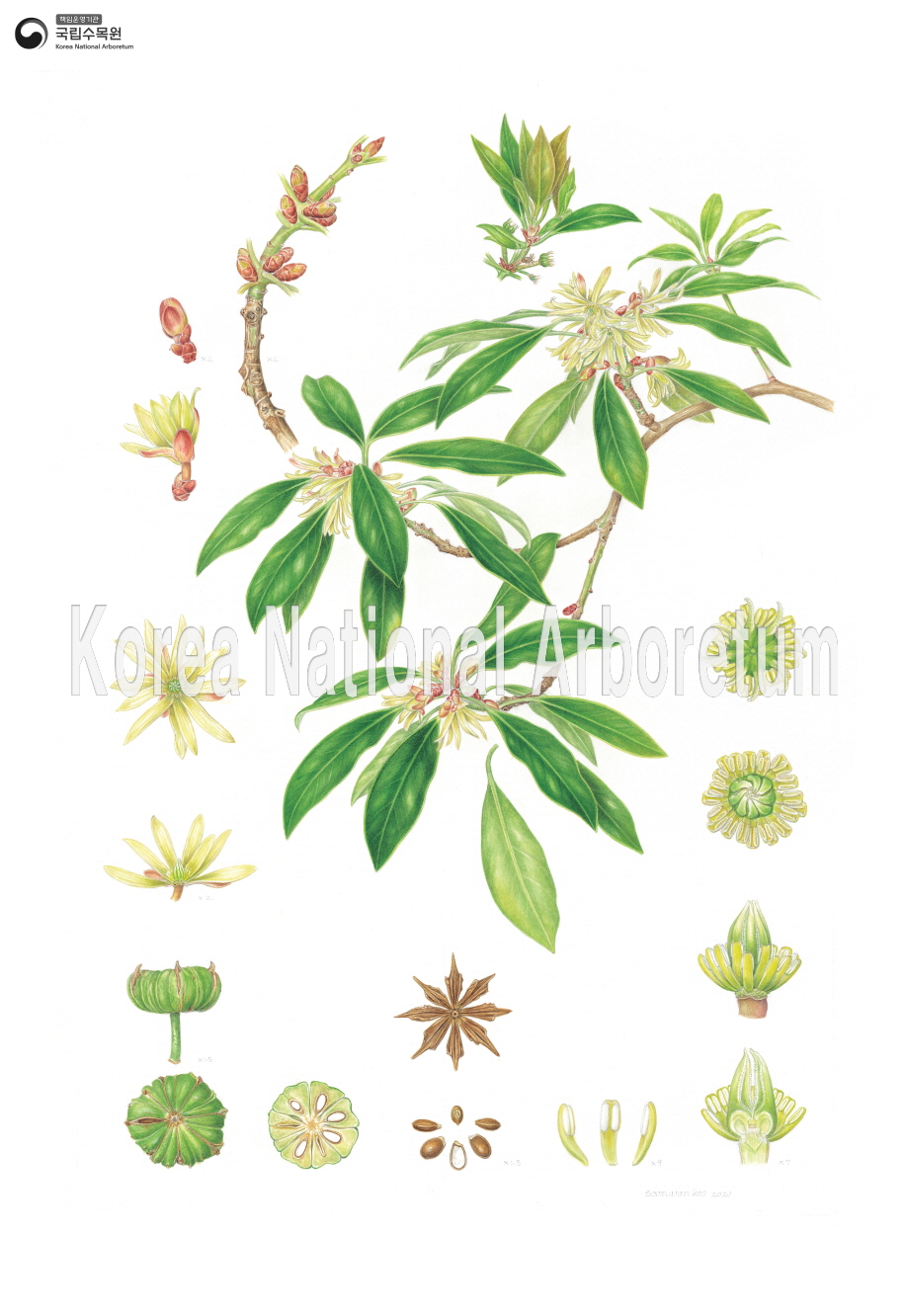 Plant Illustration Detailed View