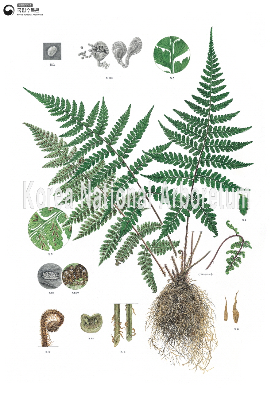 Plant Illustration Detailed View