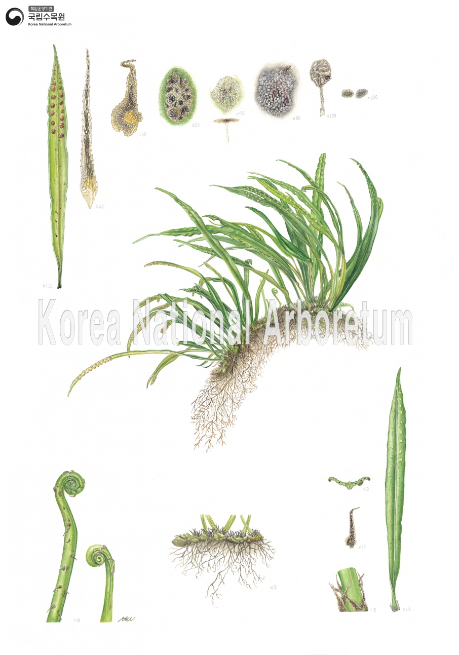 Plant Illustration Detailed View