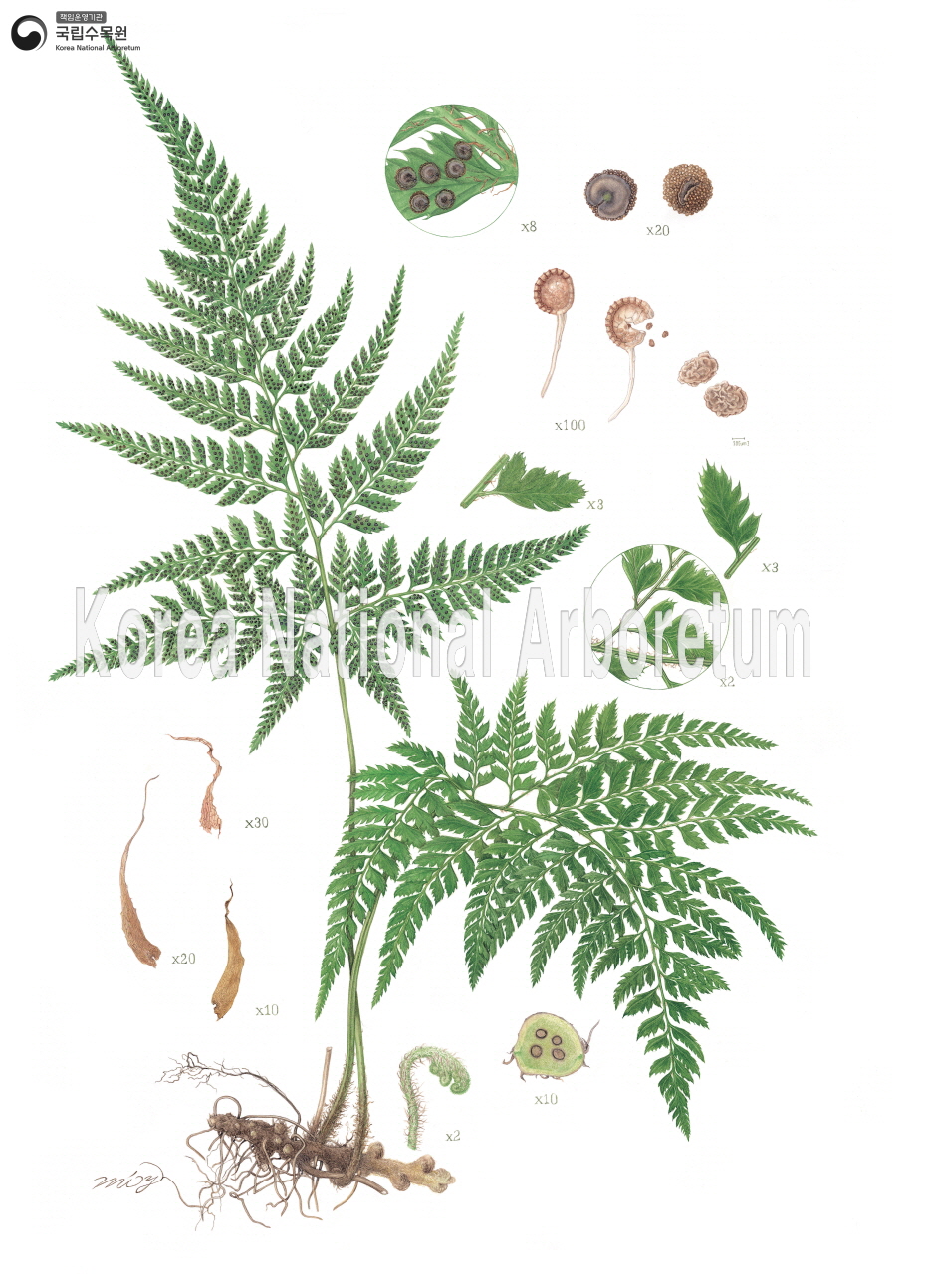 Plant Illustration Detailed View