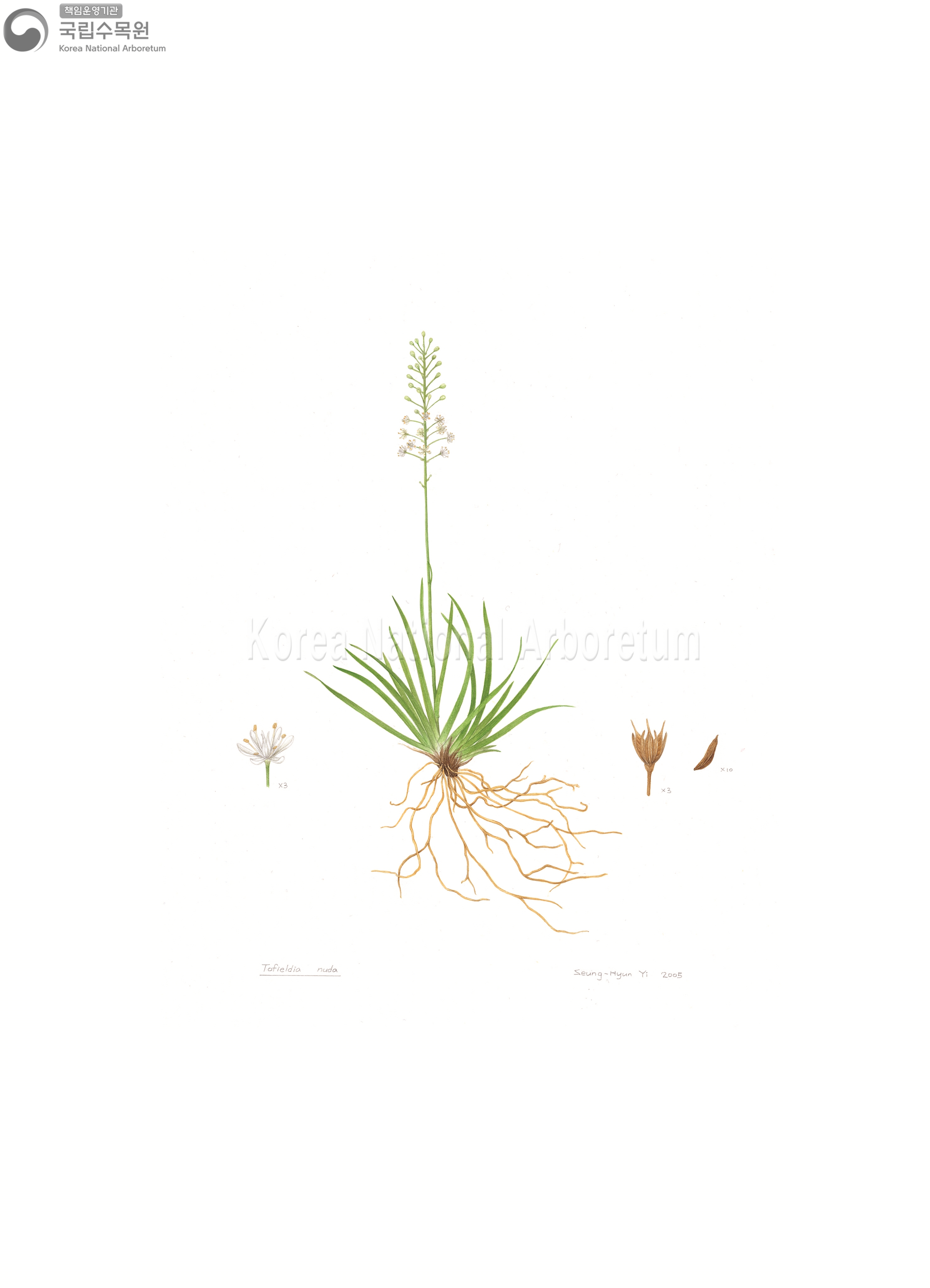 Plant Illustration Detailed View