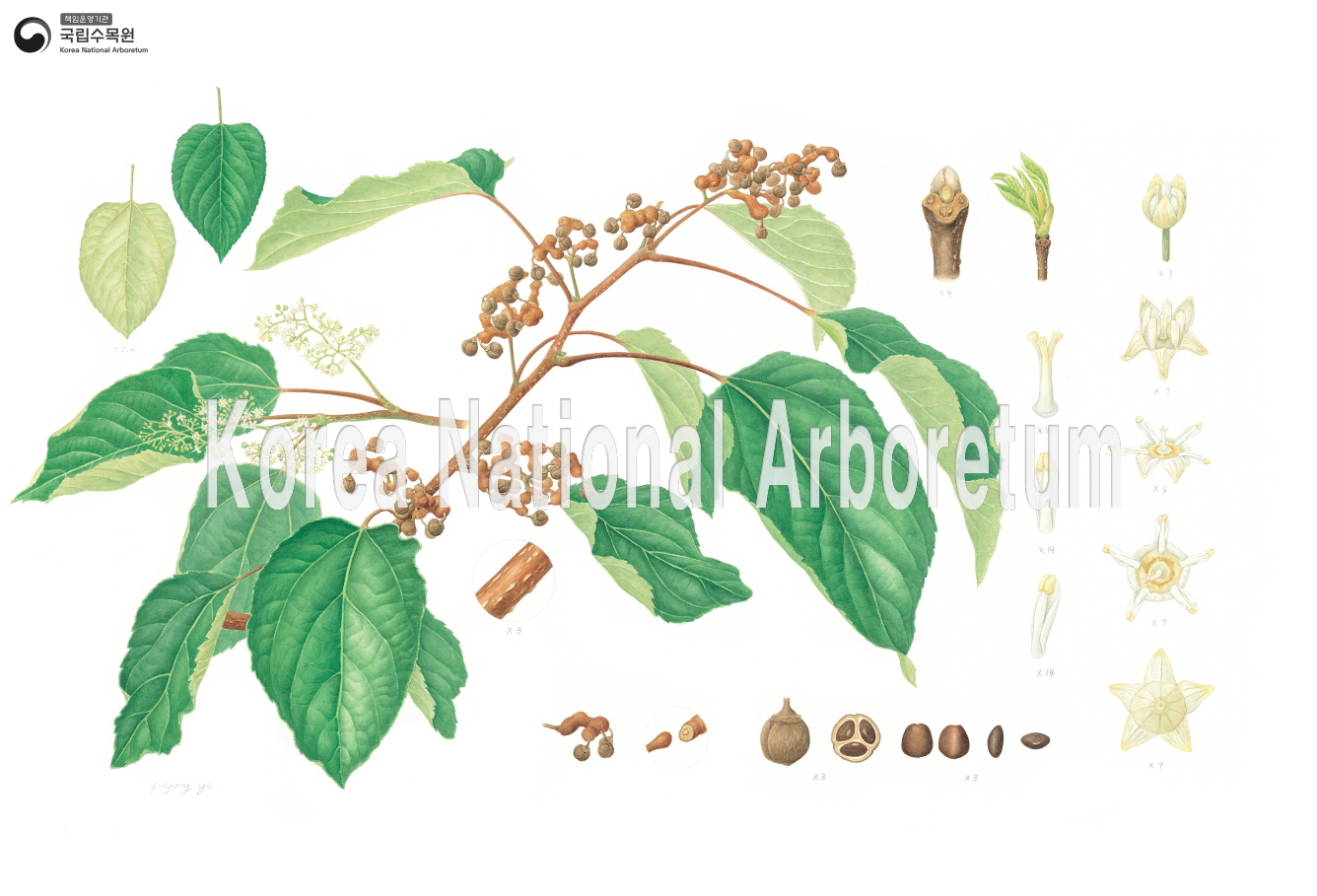 Plant Illustration Detailed View