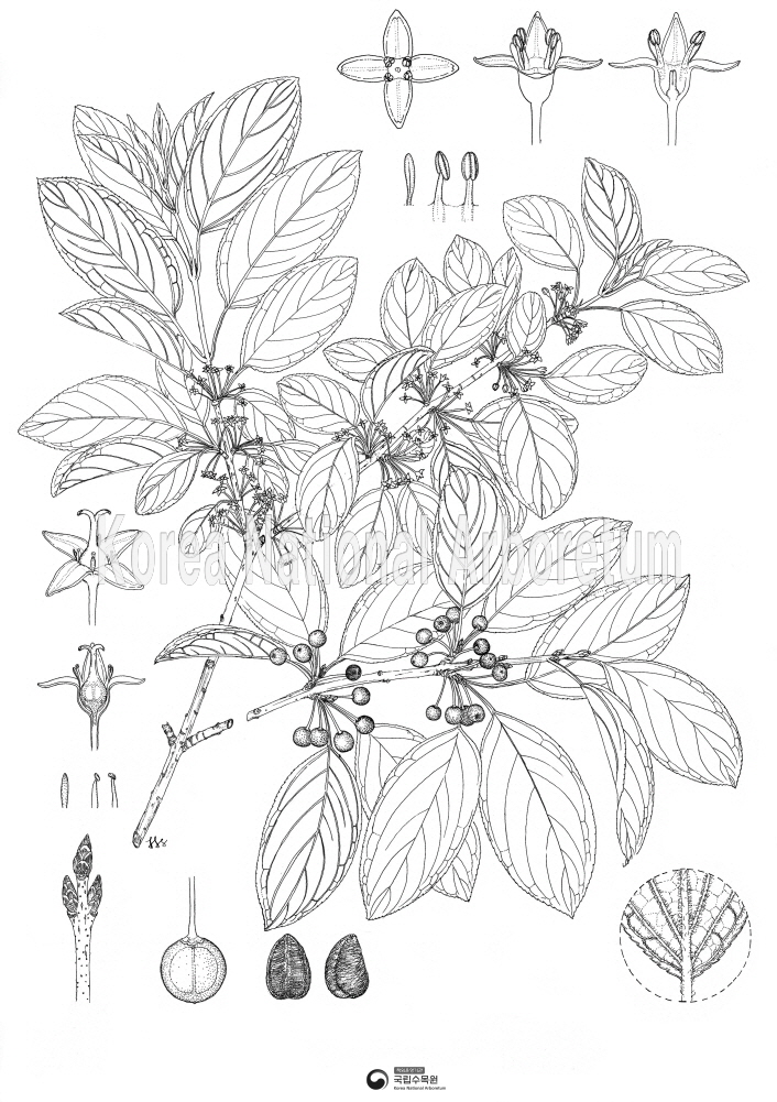 Plant Illustration Detailed View