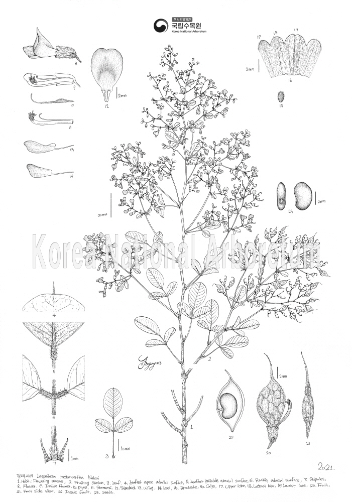 Plant Illustration Detailed View