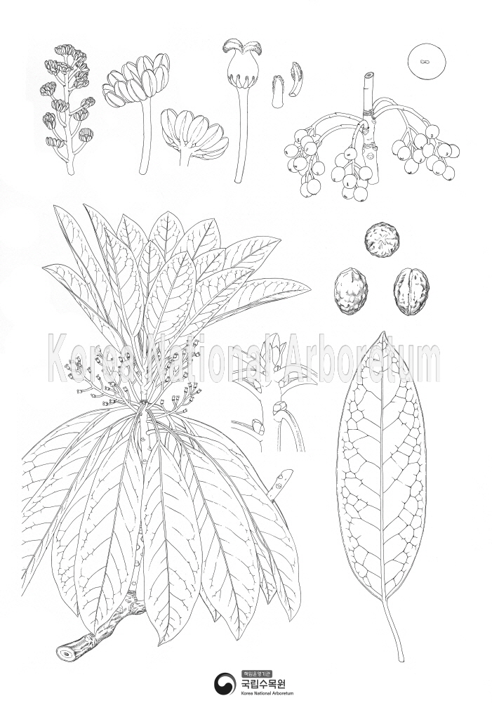 Plant Illustration Detailed View