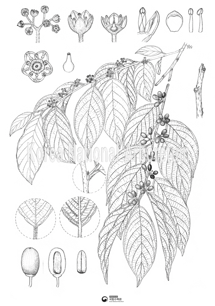 Plant Illustration Detailed View