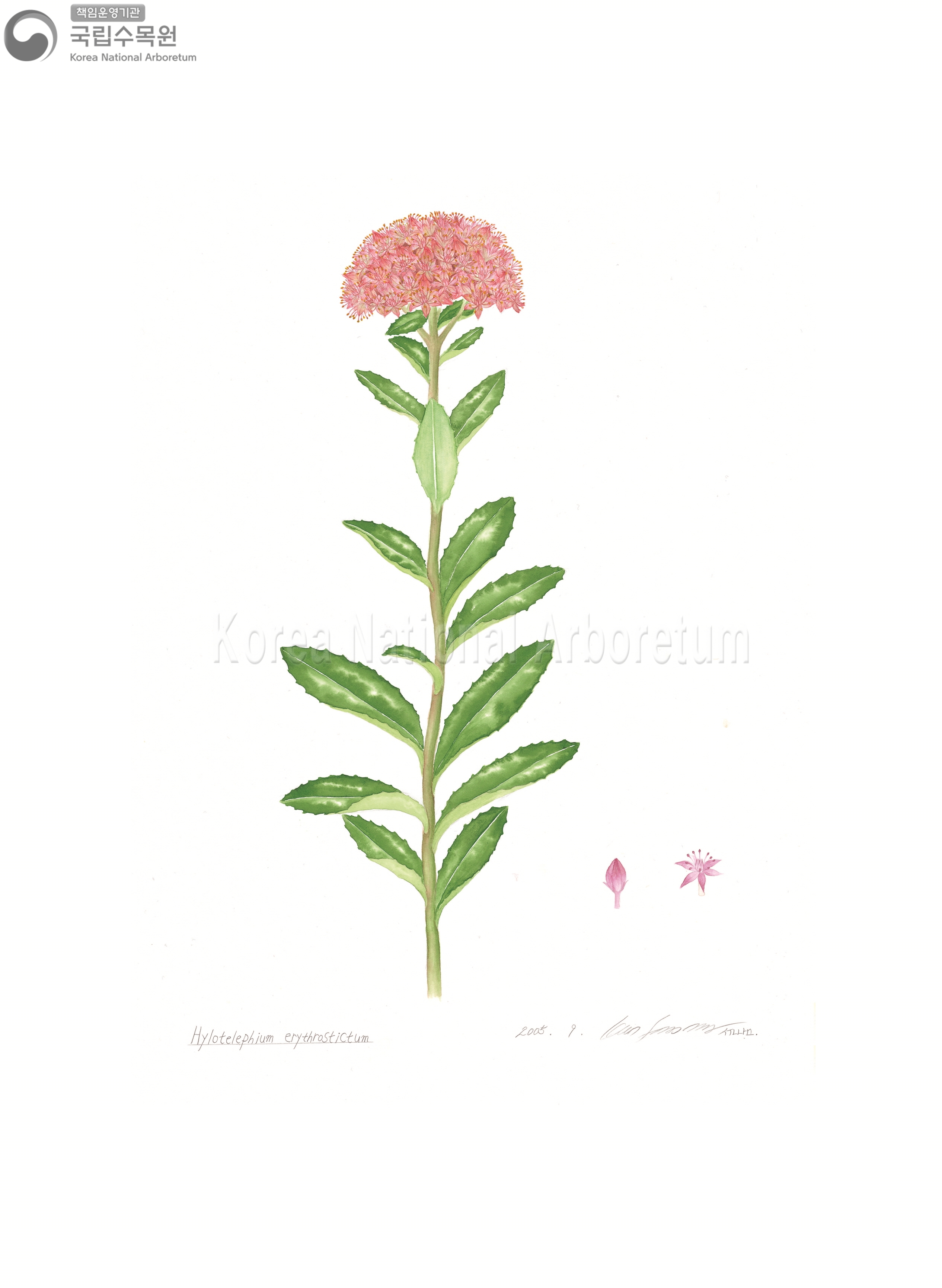 Plant Illustration Detailed View