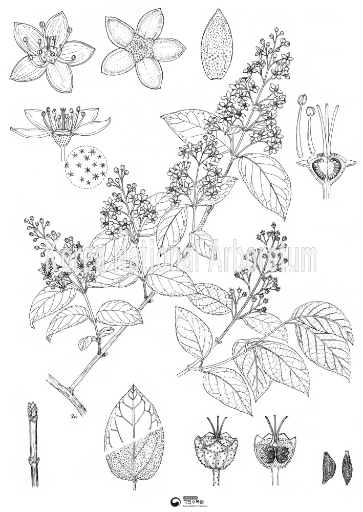 Plant Illustration Detailed View