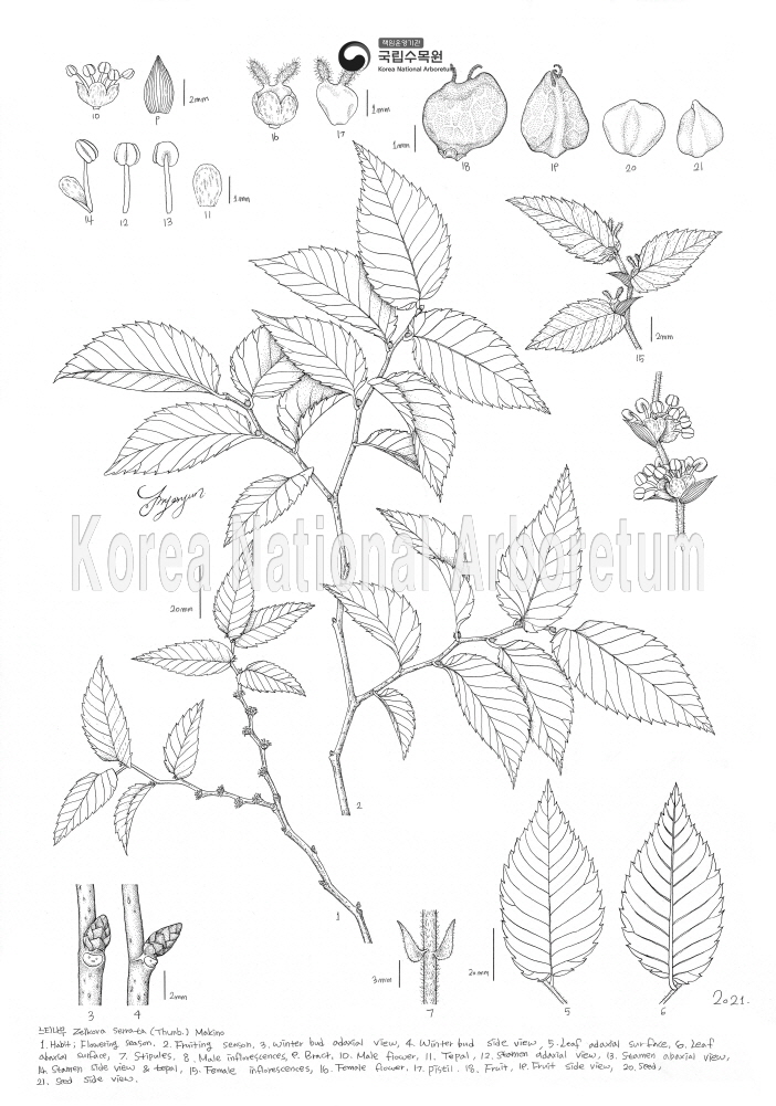 Plant Illustration Detailed View