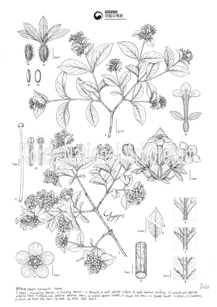 Plant Illustration Detailed View