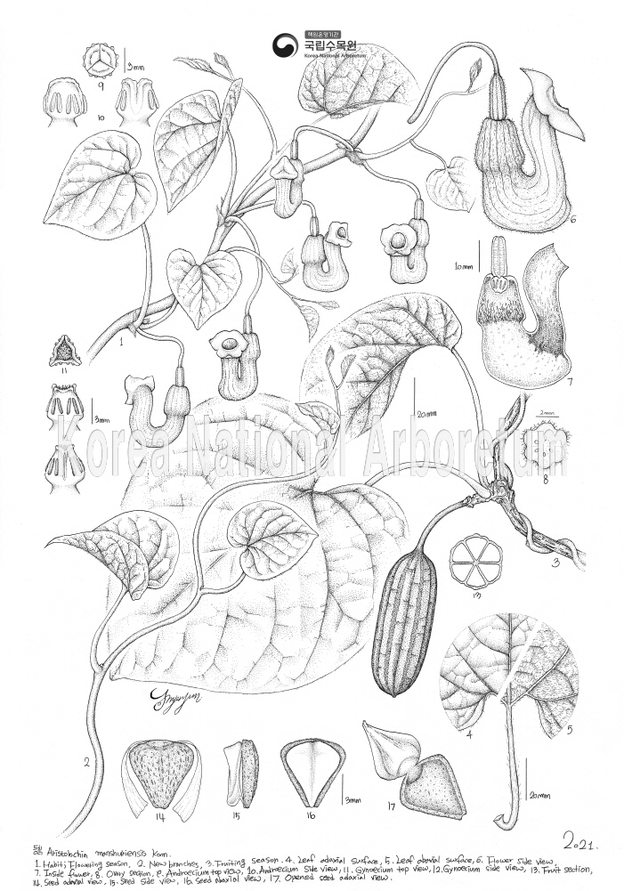 Plant Illustration Detailed View