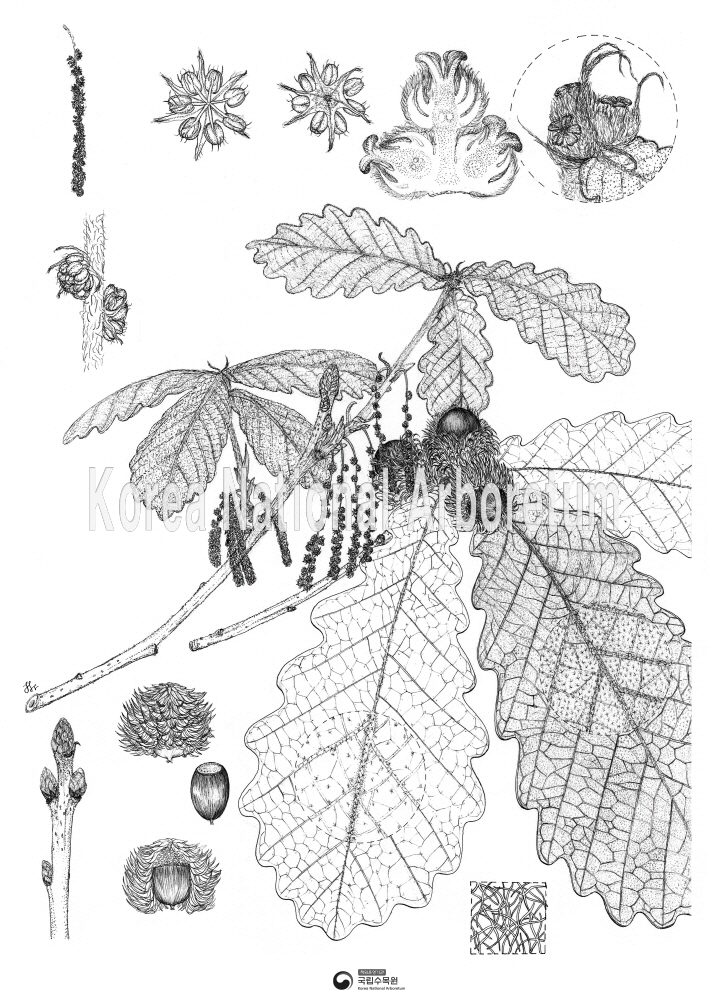 Plant Illustration Detailed View