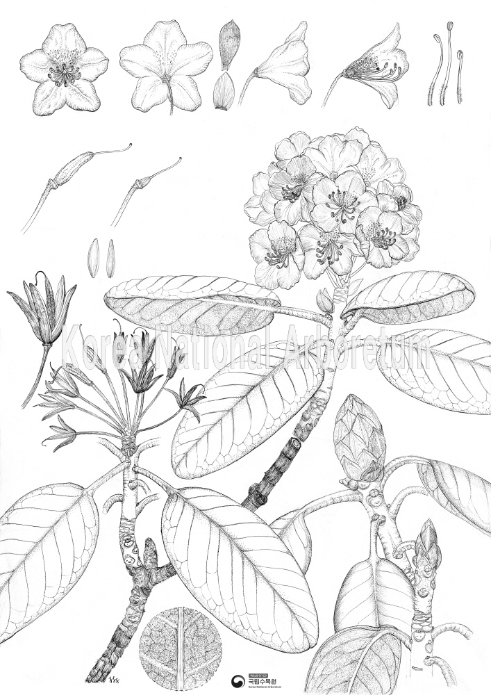 Plant Illustration Detailed View